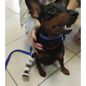 Тутор для животных